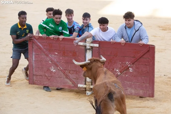Vaquillas San Saturio