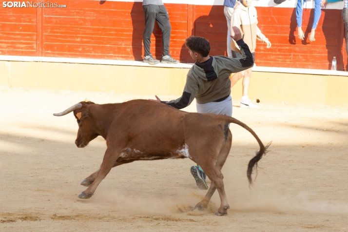 Vaquillas San Saturio