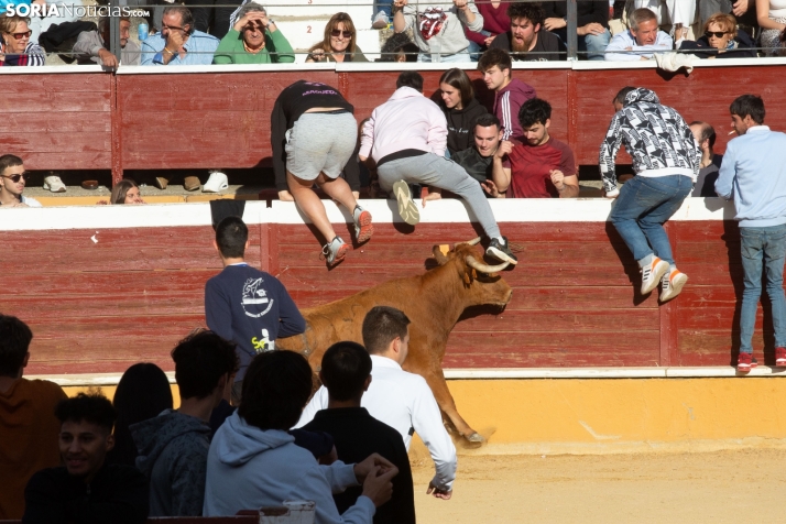 Vaquillas San Saturio