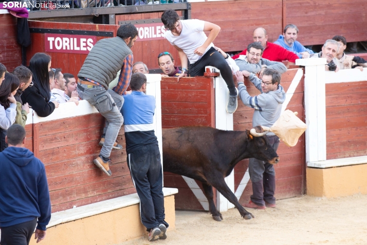 Vaquillas San Saturio