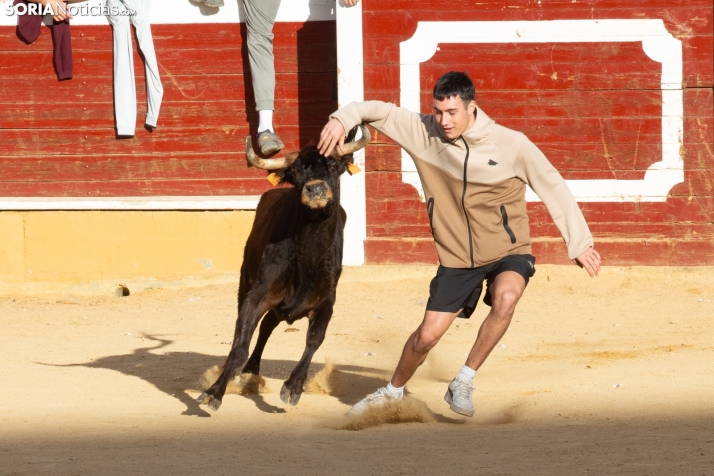 Vaquillas San Saturio