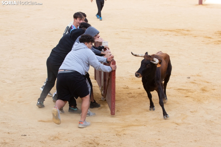 Vaquillas San Saturio