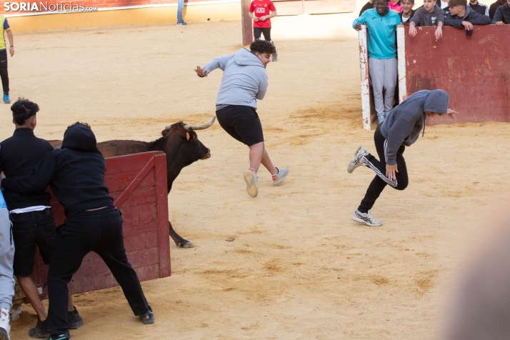 Vaquillas San Saturio