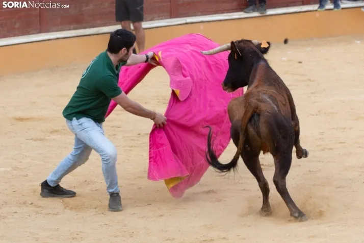 Vaquillas San Saturio