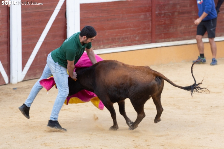 Vaquillas San Saturio