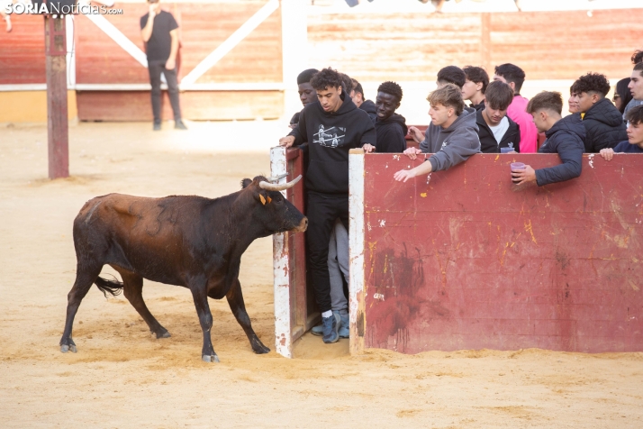 Vaquillas San Saturio