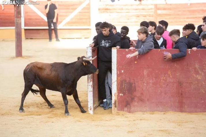 Vaquillas San Saturio