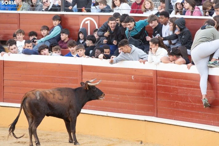 Vaquillas San Saturio