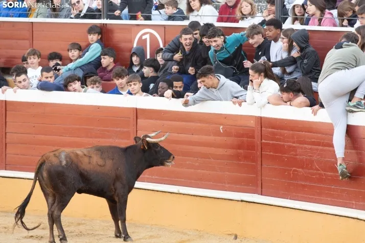 Vaquillas San Saturio