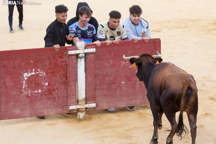 Vaquillas San Saturio