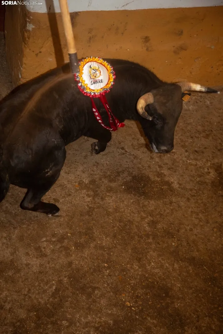 Viernes de Toros 2025 matinal plaza