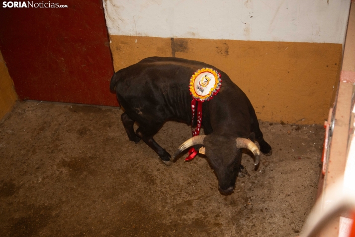 Viernes de Toros 2025 matinal plaza