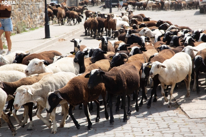 XXIV Mercado Tradicional de San Pedro