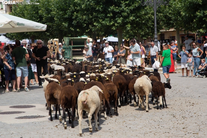 XXIV Mercado Tradicional de San Pedro