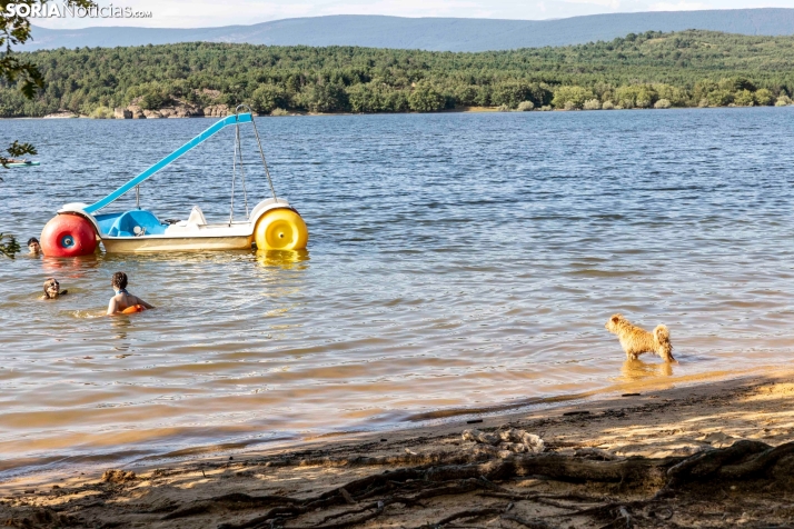 Verano en el pantano 2025./ Viksar Fotografía