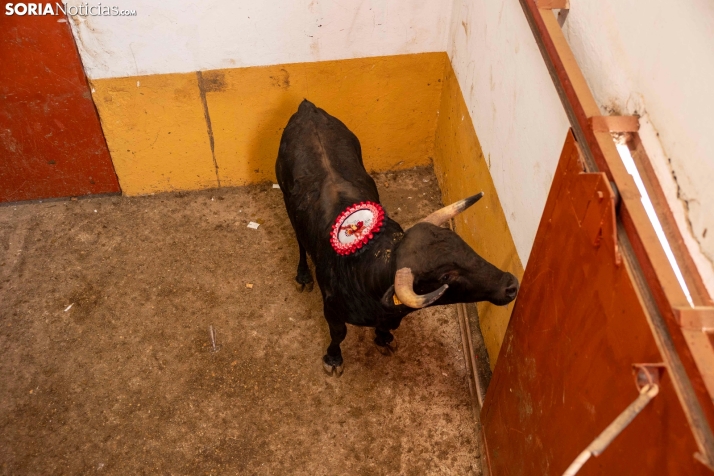 Tarde novilleril del Viernes de Toros 2025. Viksar Fotografía