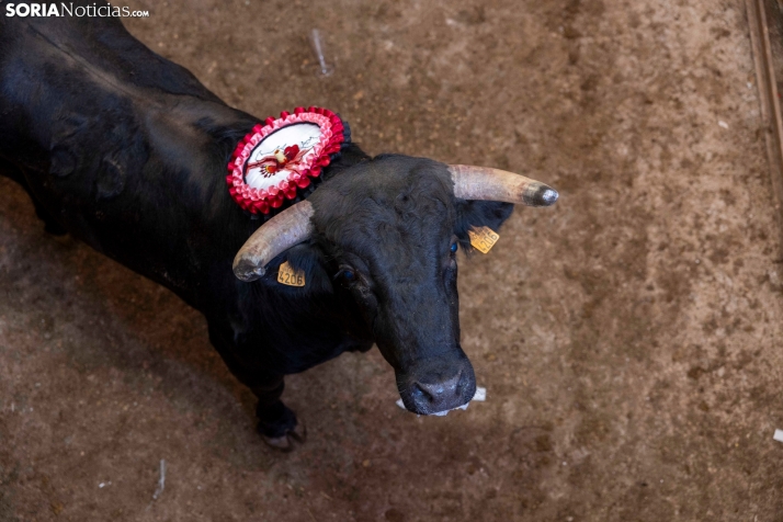 Tarde novilleril del Viernes de Toros 2025. Viksar Fotografía