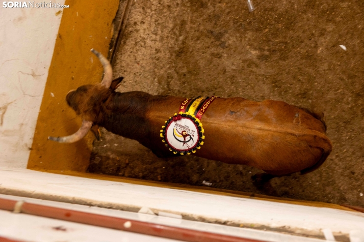 Tarde novilleril del Viernes de Toros 2025. Viksar Fotografía