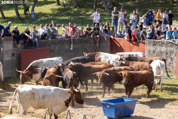 Desencajonamiento en Valonsadero 2025./ Viksar Fotografía