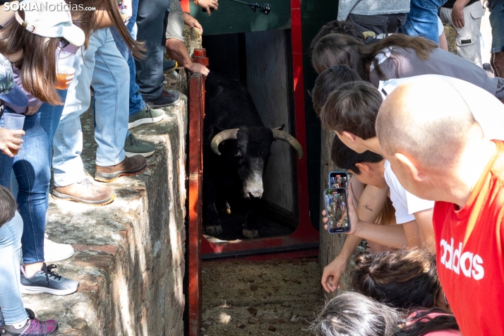 Desencajonamiento en Valonsadero 2025./ Viksar Fotografía