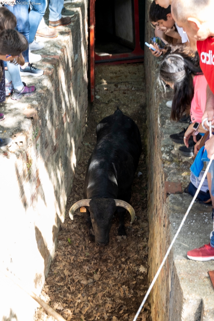 Desencajonamiento en Valonsadero 2025./ Viksar Fotografía