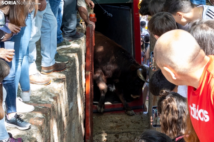 Desencajonamiento en Valonsadero 2025./ Viksar Fotografía