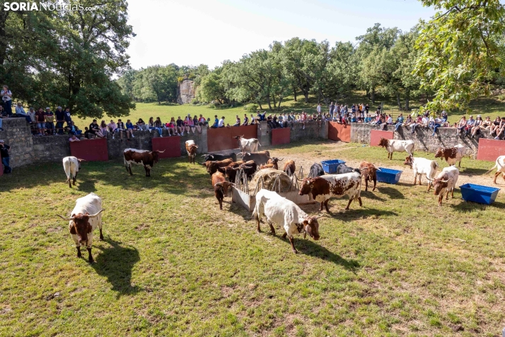 Desencajonamiento en Valonsadero 2025./ Viksar Fotografía