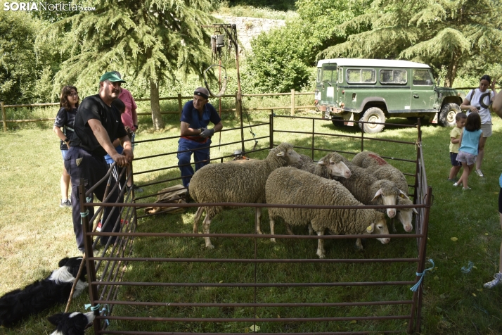 Fiesta de la Trashumancia 2025 en Oncala. /Encarna Muñoz