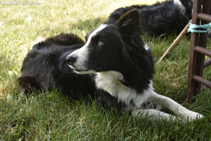 Fiesta de la Trashumancia 2025 en Oncala. /Encarna Muñoz
