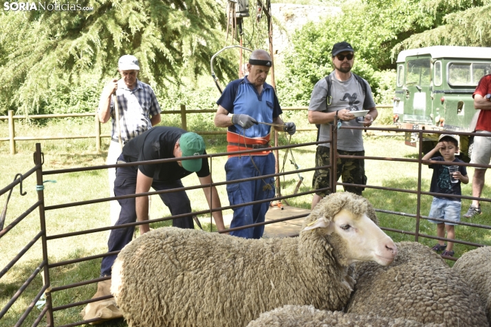 Fiesta de la Trashumancia 2025 en Oncala. /Encarna Muñoz