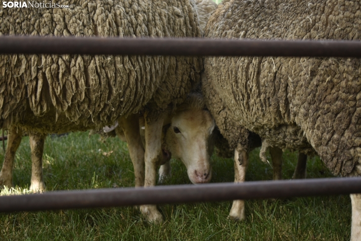 Fiesta de la Trashumancia 2025 en Oncala. /Encarna Muñoz