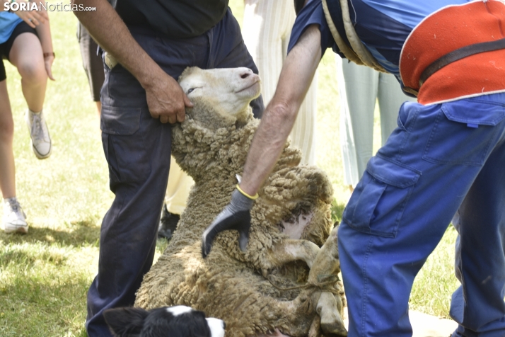 Fiesta de la Trashumancia 2025 en Oncala. /Encarna Muñoz