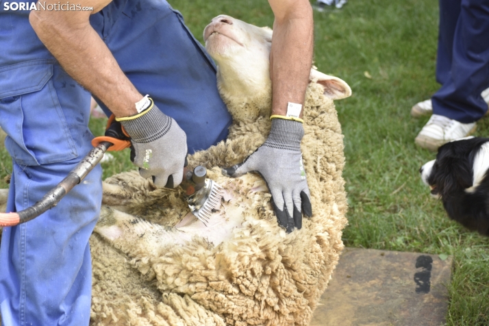 Fiesta de la Trashumancia 2025 en Oncala. /Encarna Muñoz