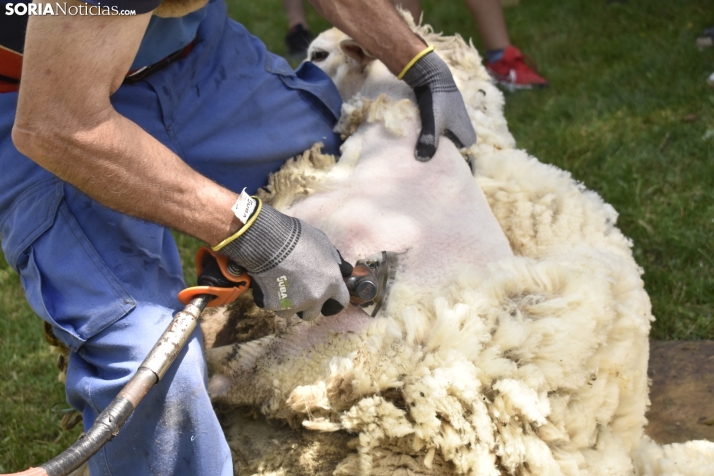 Fiesta de la Trashumancia 2025 en Oncala. /Encarna Muñoz