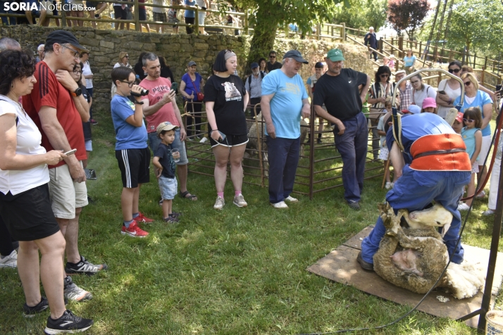 Fiesta de la Trashumancia 2025 en Oncala. /Encarna Muñoz