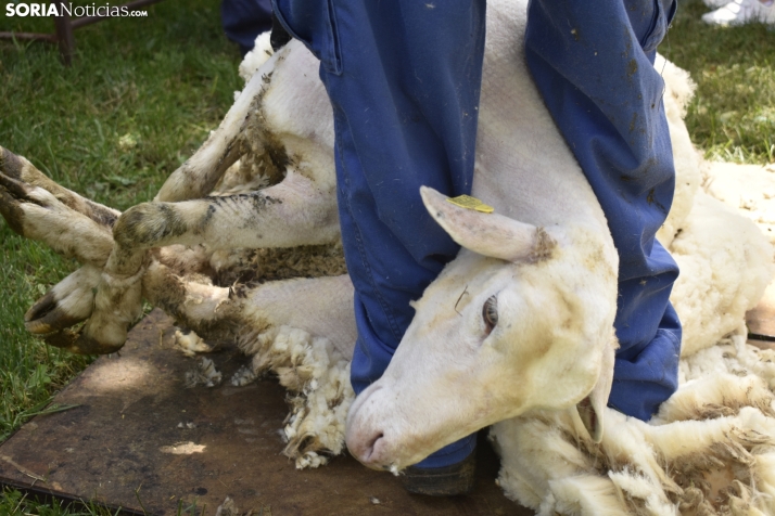 Fiesta de la Trashumancia 2025 en Oncala. /Encarna Muñoz