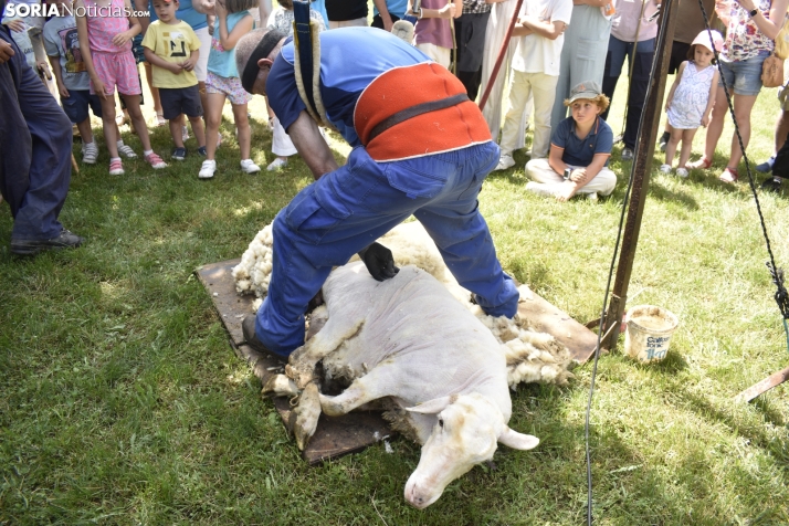 Fiesta de la Trashumancia 2025 en Oncala. /Encarna Muñoz