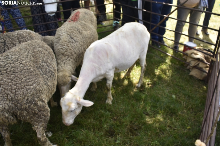Fiesta de la Trashumancia 2025 en Oncala. /Encarna Muñoz