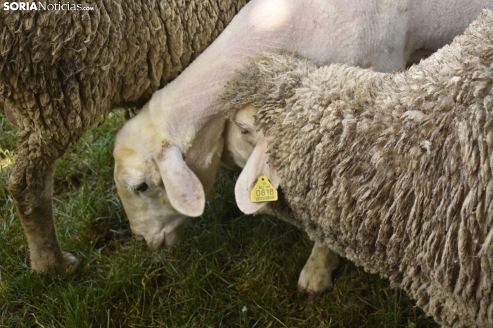 Fiesta de la Trashumancia 2025 en Oncala. /Encarna Muñoz