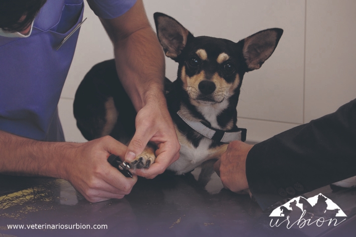 La prevención en las clínicas  veterinarias salva a los animales