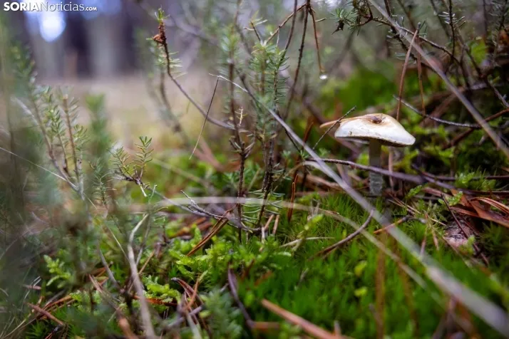 Un delicioso paseo fotogr&aacute;fico en b&uacute;squeda de los &uacute;ltimos boletus 