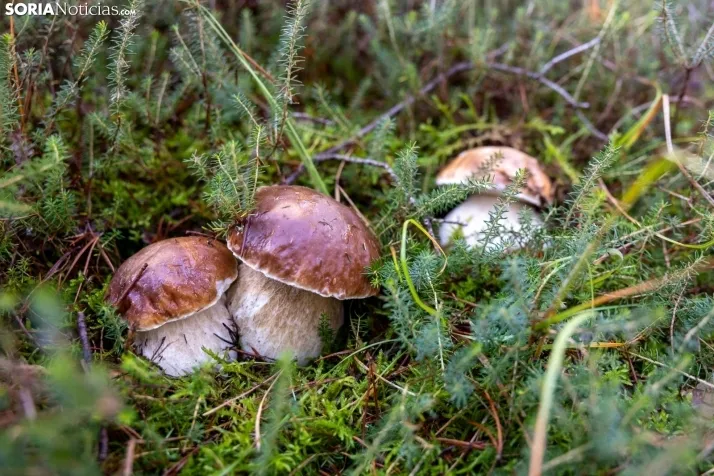 Un delicioso paseo fotogr&aacute;fico en b&uacute;squeda de los &uacute;ltimos boletus 