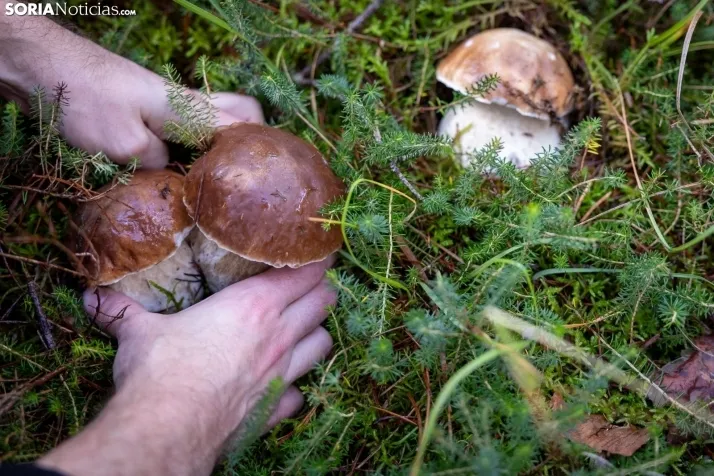 Un delicioso paseo fotogr&aacute;fico en b&uacute;squeda de los &uacute;ltimos boletus 