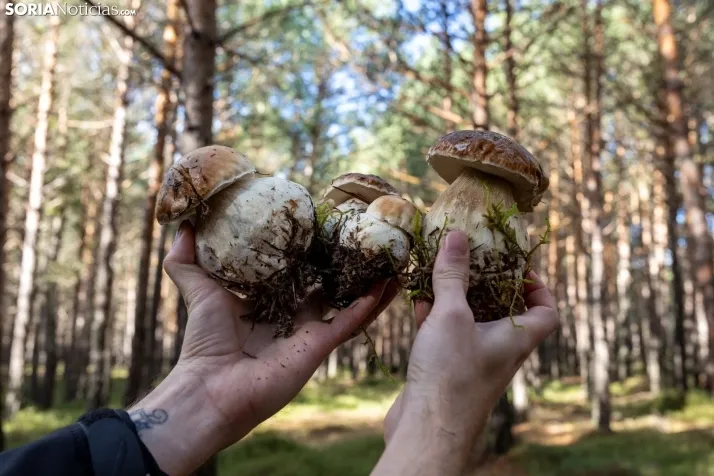 Un delicioso paseo fotogr&aacute;fico en b&uacute;squeda de los &uacute;ltimos boletus 