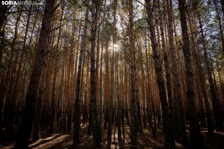 Un delicioso paseo fotogr&aacute;fico en b&uacute;squeda de los &uacute;ltimos boletus 