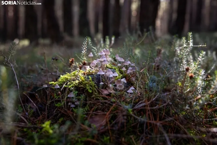 Un delicioso paseo fotogr&aacute;fico en b&uacute;squeda de los &uacute;ltimos boletus 