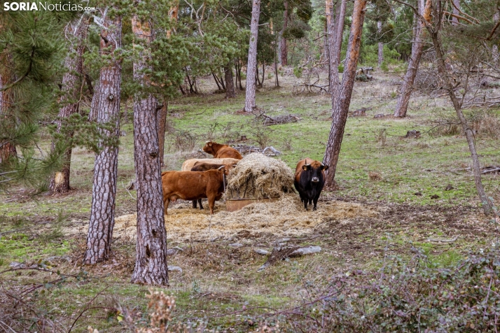 Un delicioso paseo fotogr&aacute;fico en b&uacute;squeda de los &uacute;ltimos boletus 