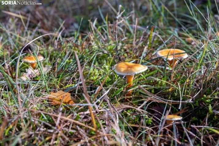 Un delicioso paseo fotogr&aacute;fico en b&uacute;squeda de los &uacute;ltimos boletus 
