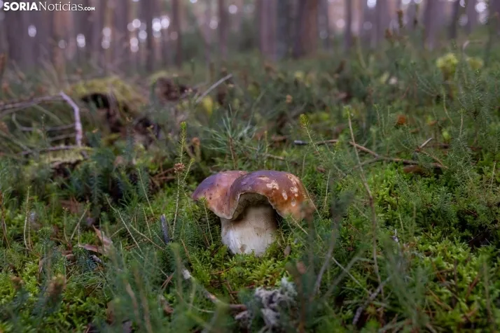 Un delicioso paseo fotogr&aacute;fico en b&uacute;squeda de los &uacute;ltimos boletus 