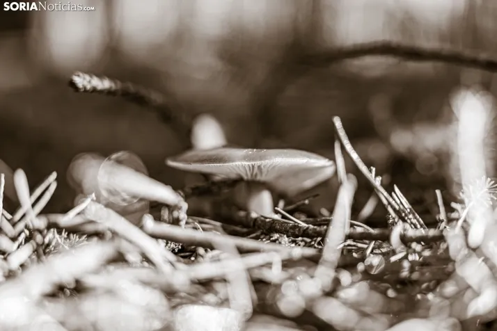 Un delicioso paseo fotogr&aacute;fico en b&uacute;squeda de los &uacute;ltimos boletus 